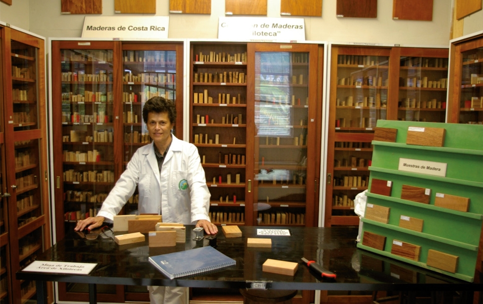 Muestras de madera organizadas en gabinetes de la xiloteca