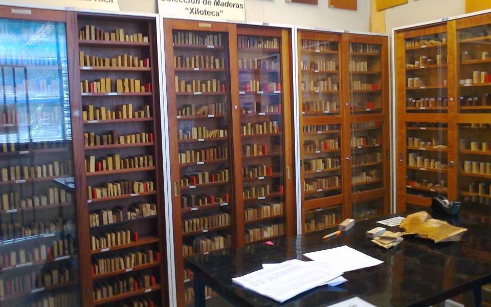 Cortes microtómicos para estudio anatómico